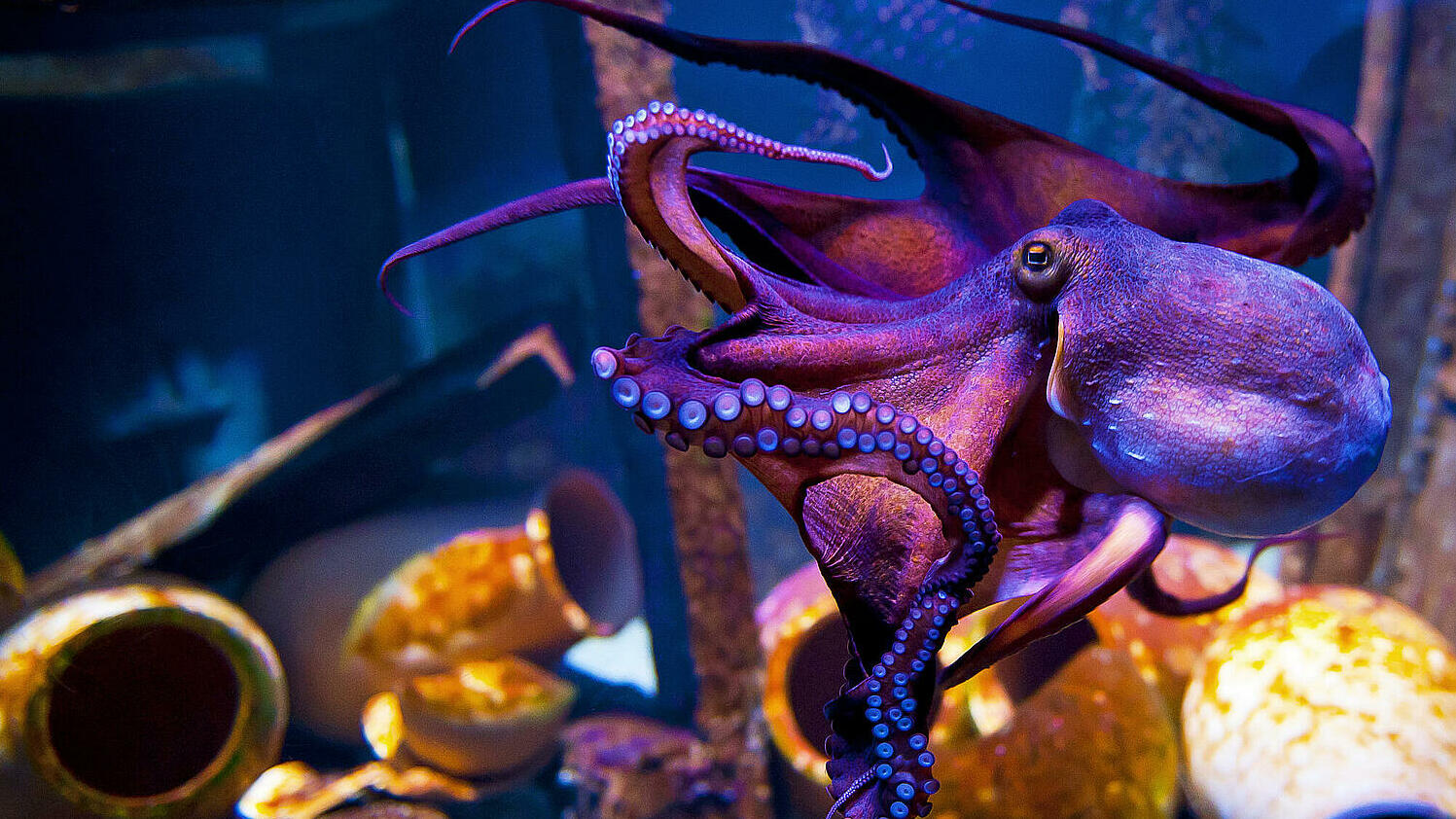 Lila Octopus im Sea Life in Speyer